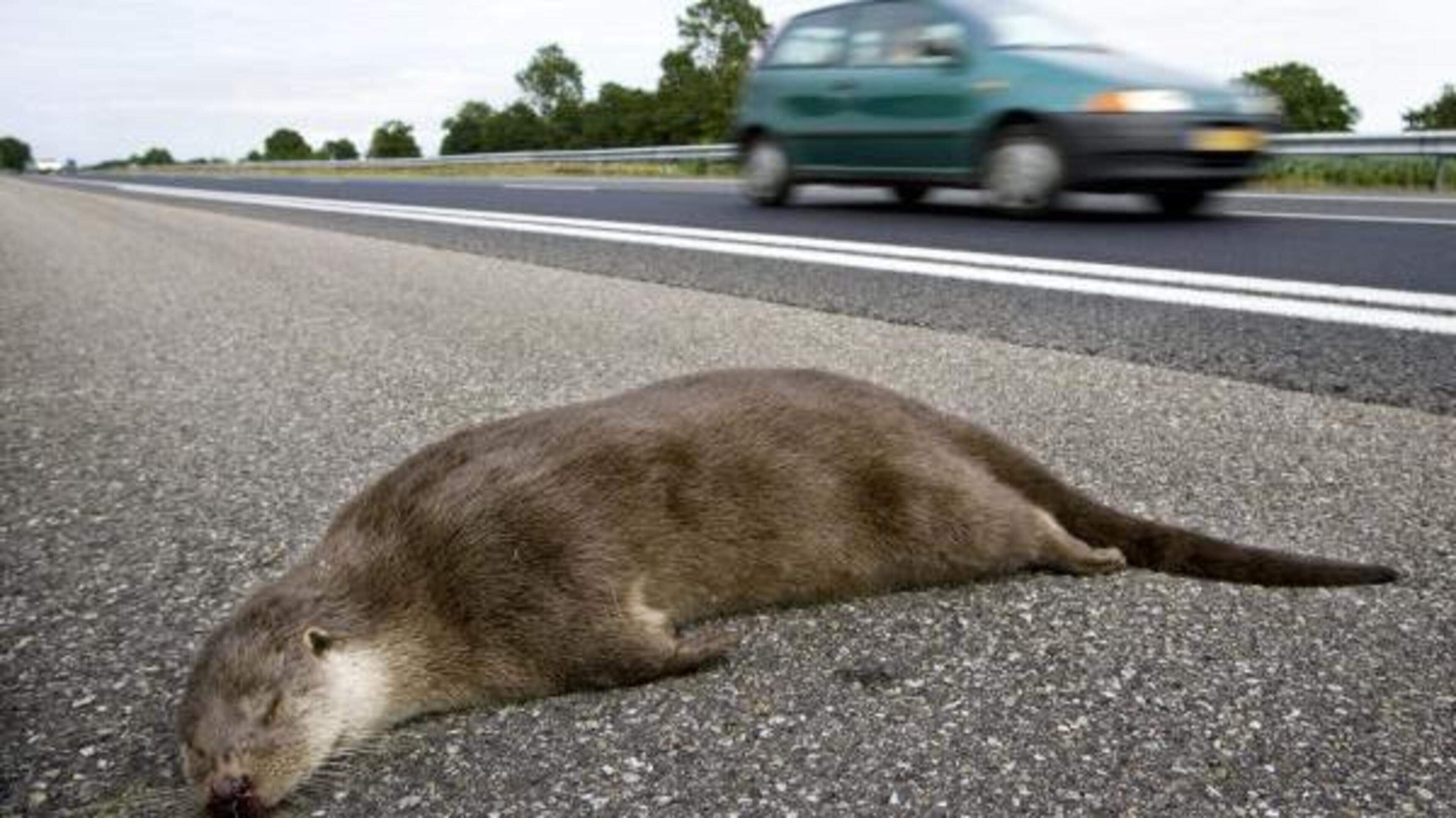 Otter doodgereden bij Rotstergaast