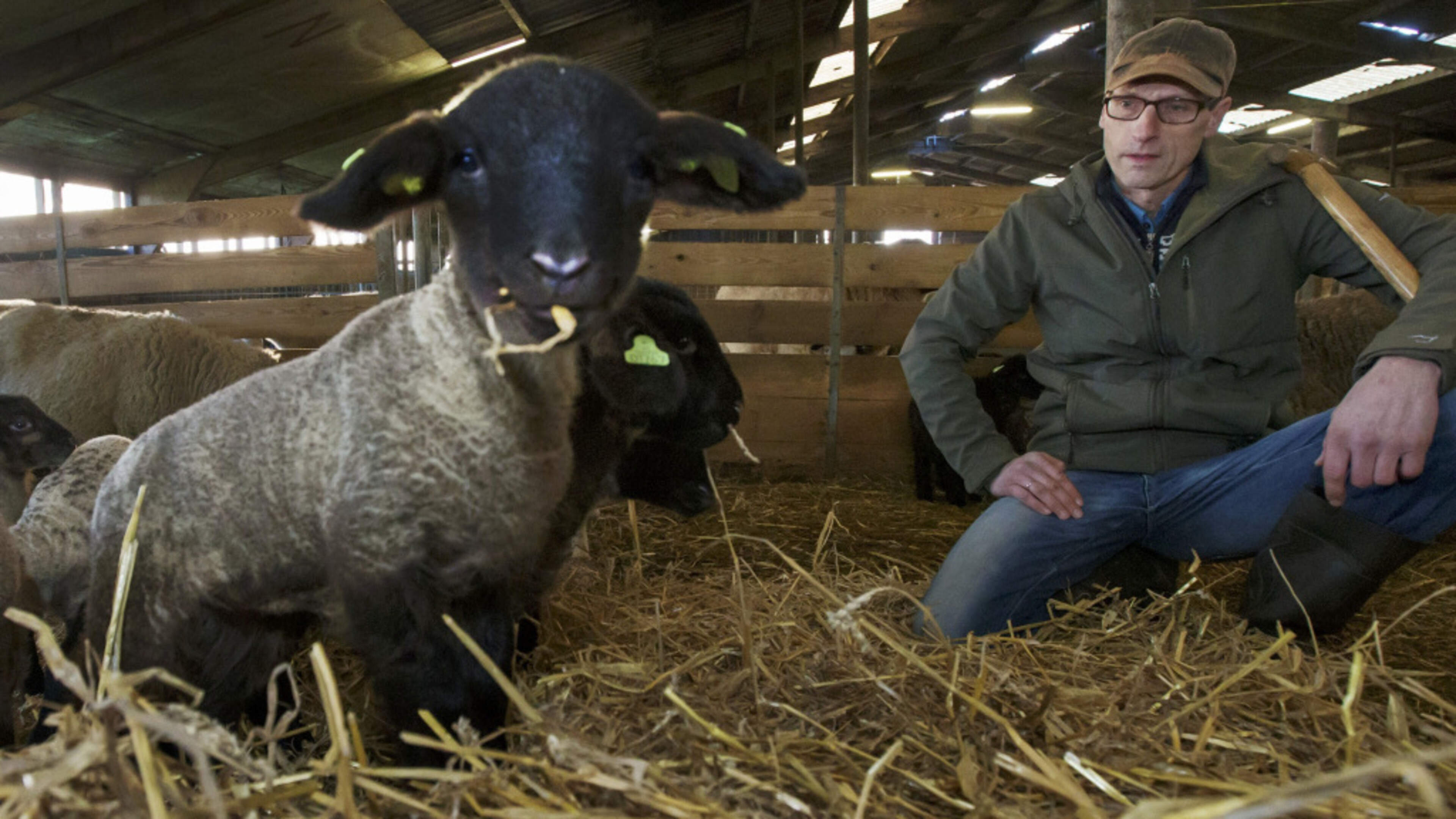 Schapen dakloos na conflict met gemeente