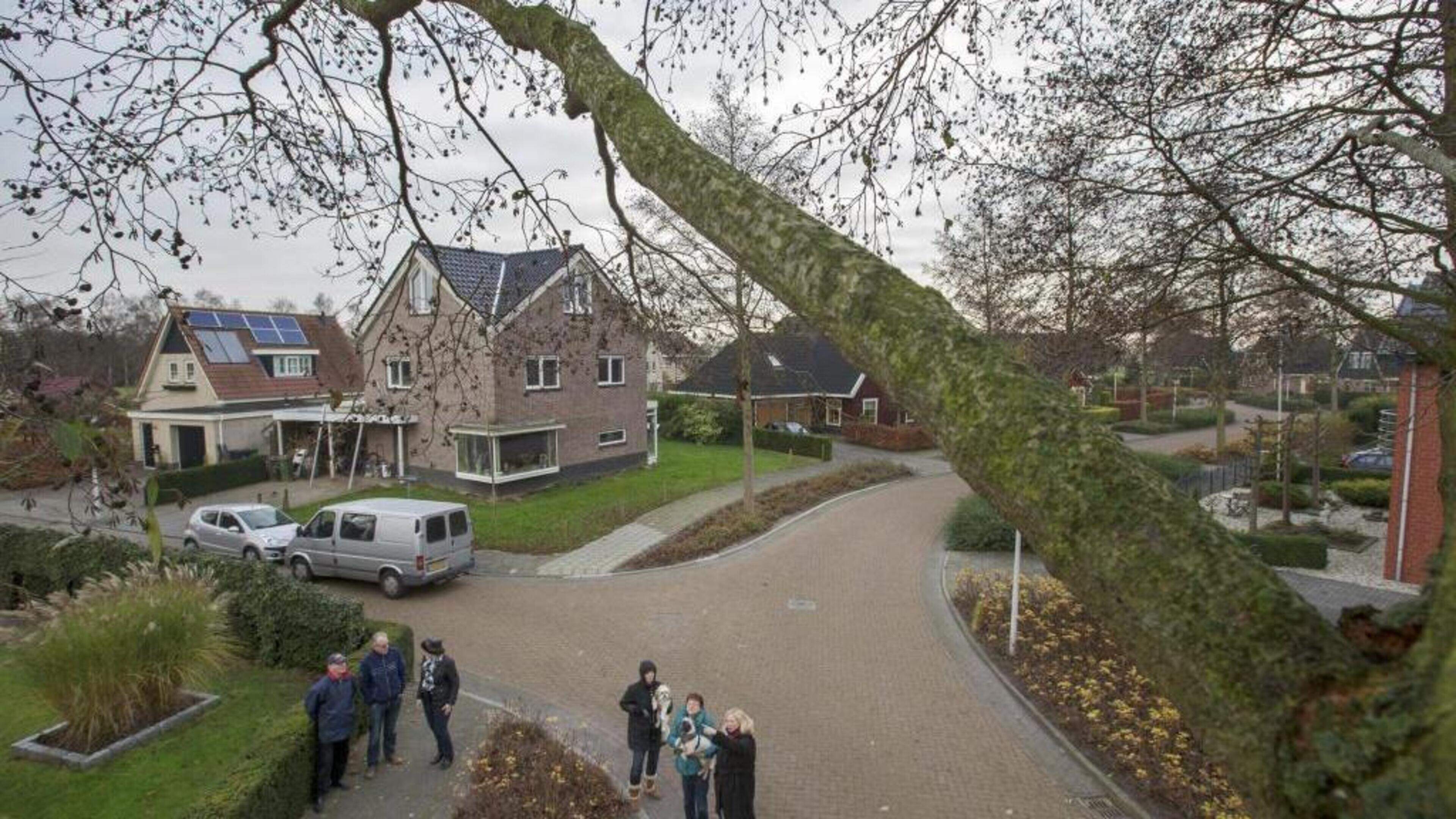Gemeente bekijkt ‘ziekmakende' els