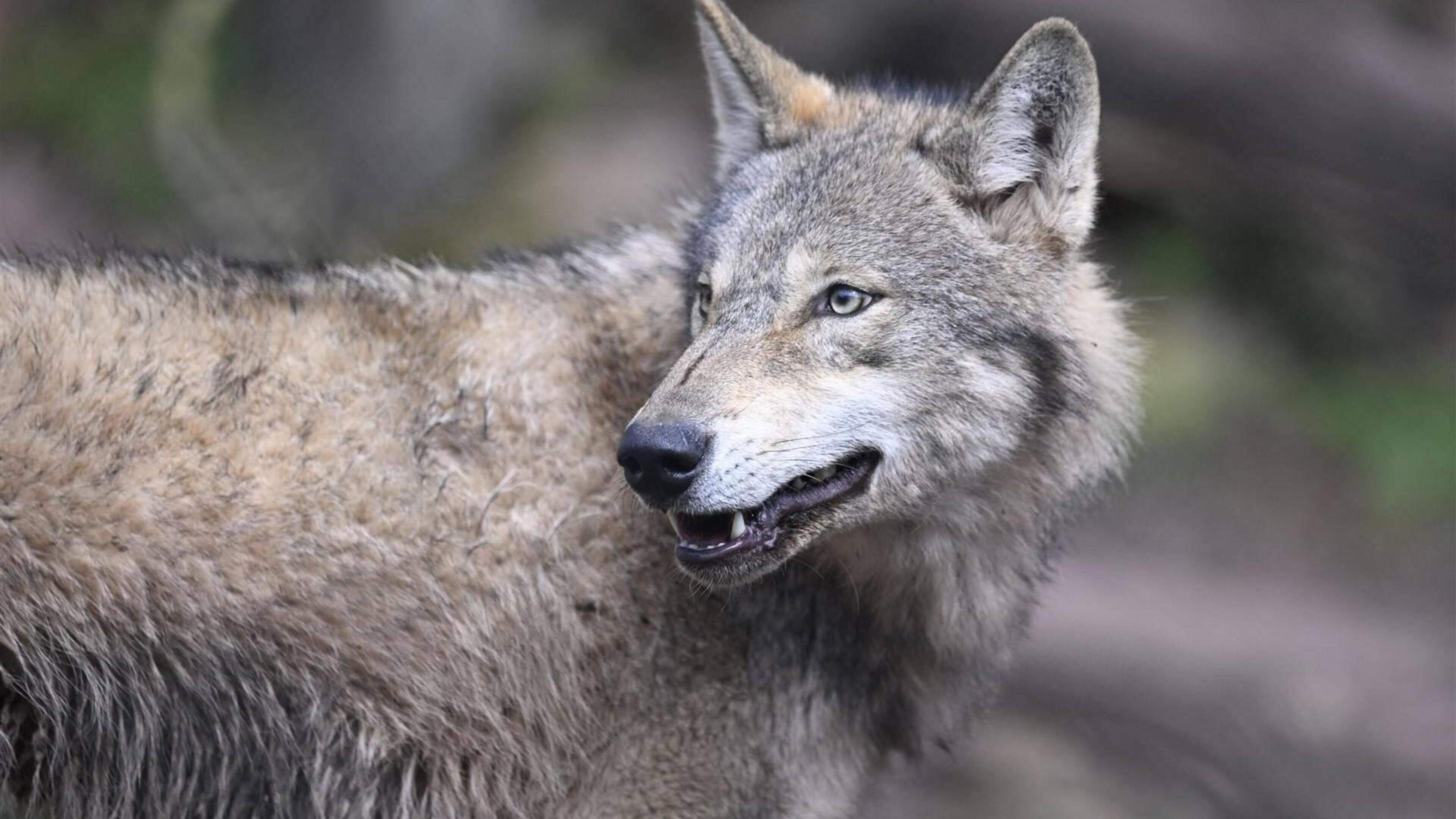 'Wolf richt bloedbad aan onder kudde pony's in Oudehorne.' Boer Jurjen (25) stopt met hobby: 'Ik bin