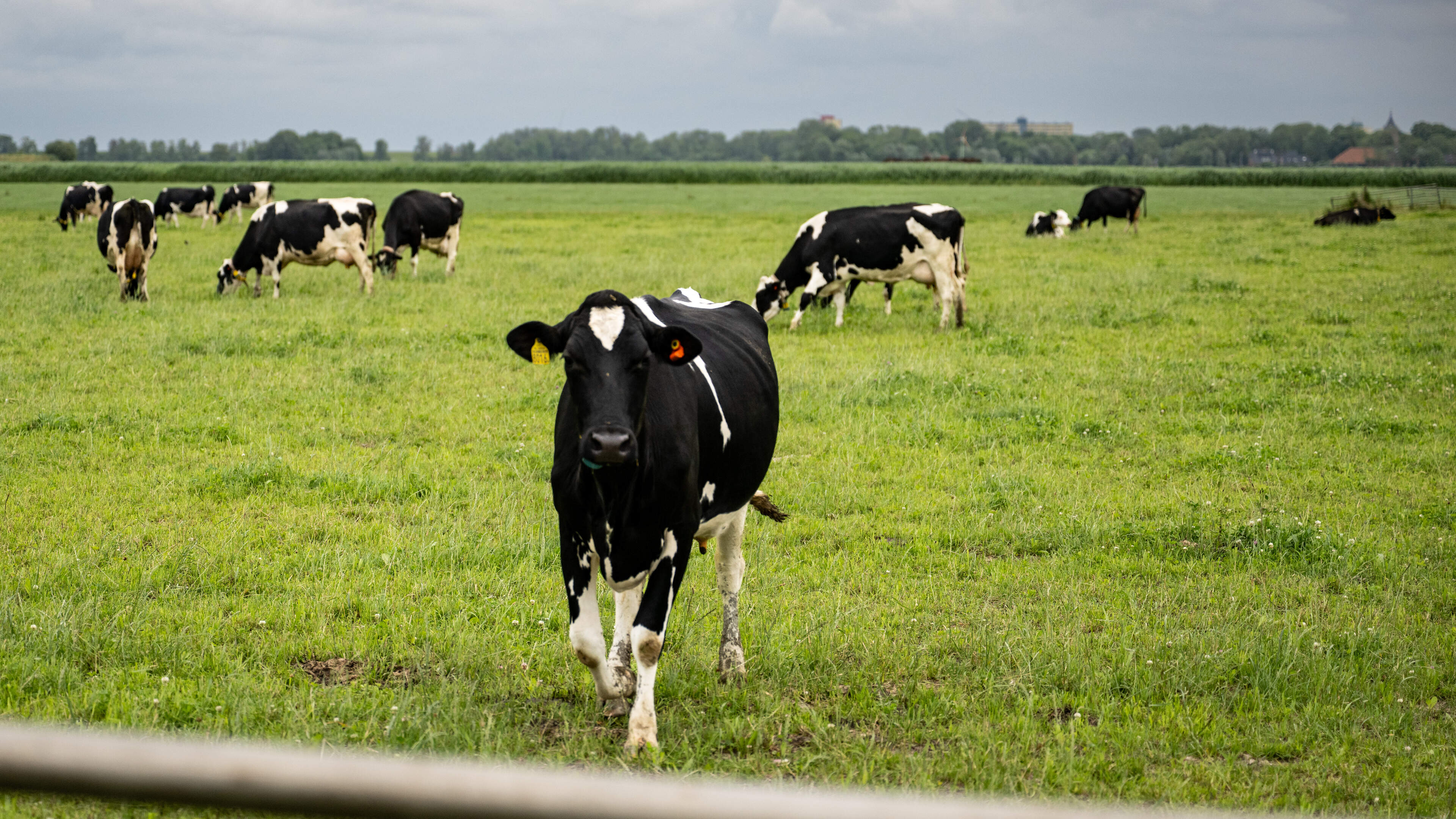 Gedwongen krimp van veestapel vooralsnog nodig voor stikstofdoel, zegt Planbureau voor de Leefomgeving