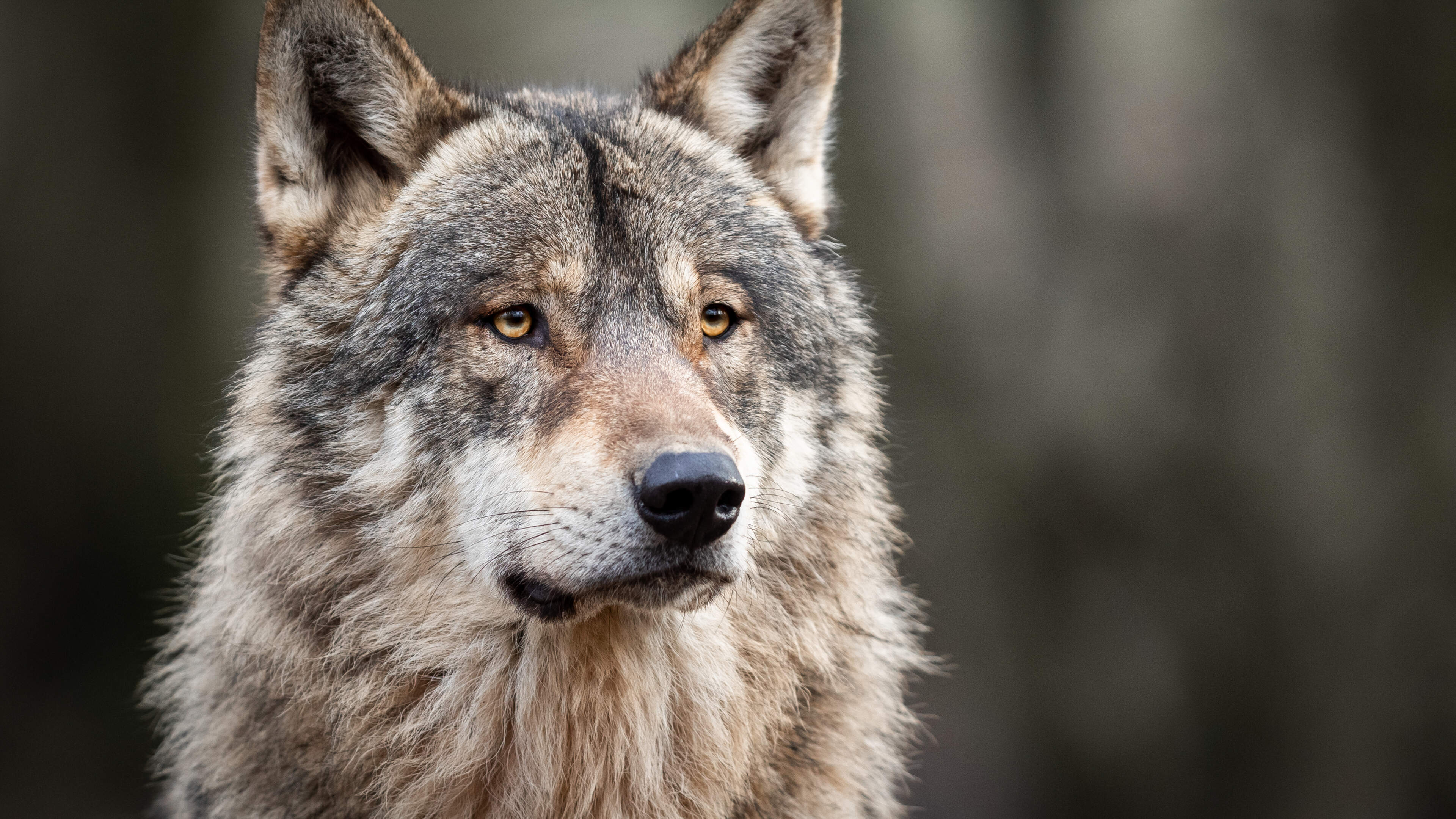 Wolven doden 33-jarige Shetlander in Wapserveen (schokkende beelden)