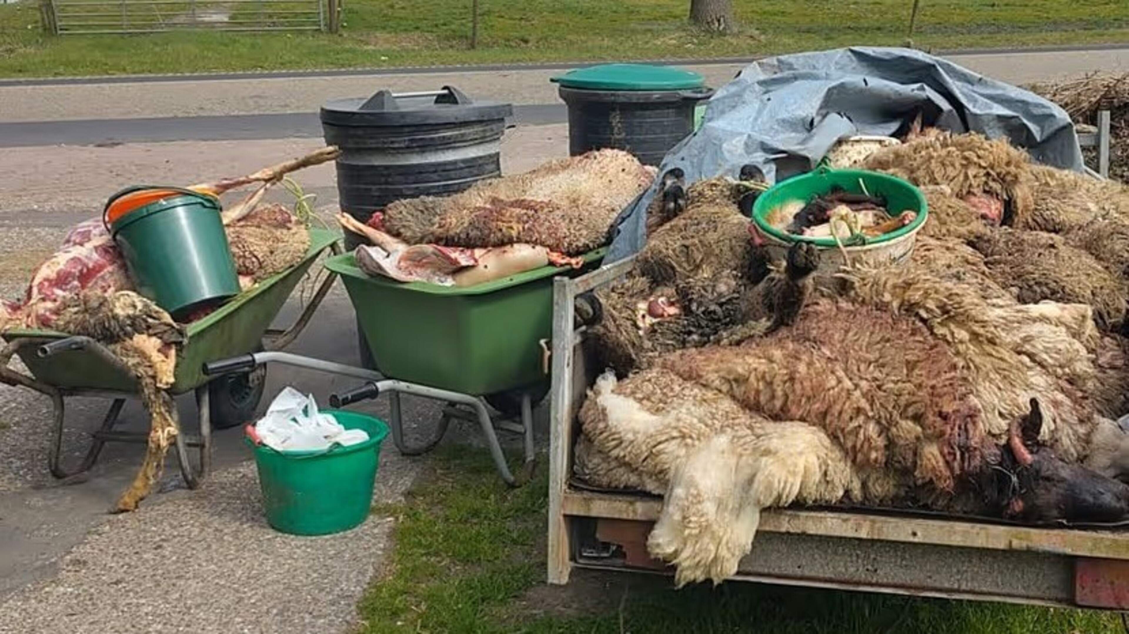 NVWA ontdekt illegaal slachthuis bij Ureterp: schapen werden onverdoofd geslacht