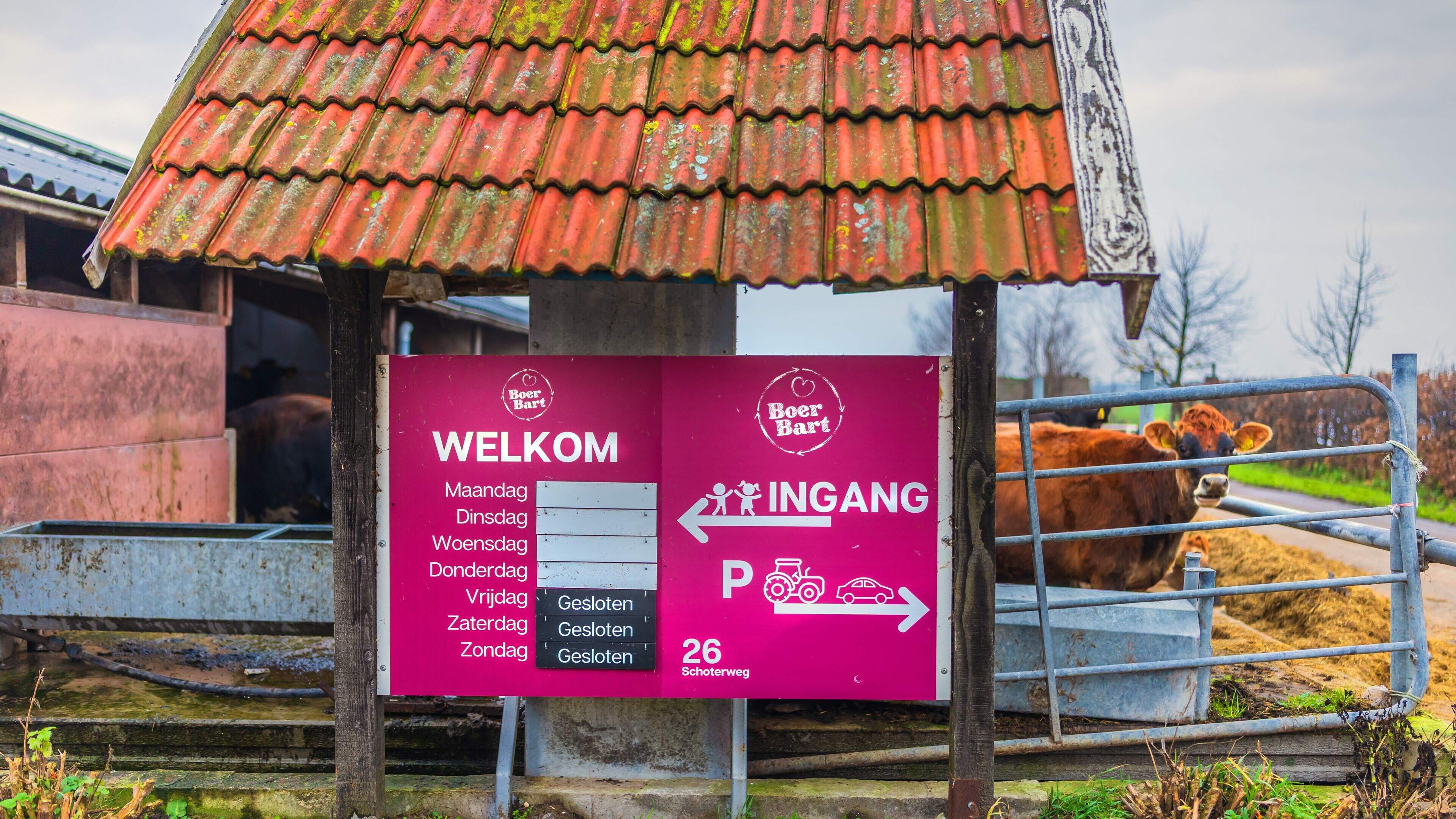 Omwonenden klaagden al jaren over overlast door Boer Bart uit Rotstergaast. ‘Explosie van activiteit
