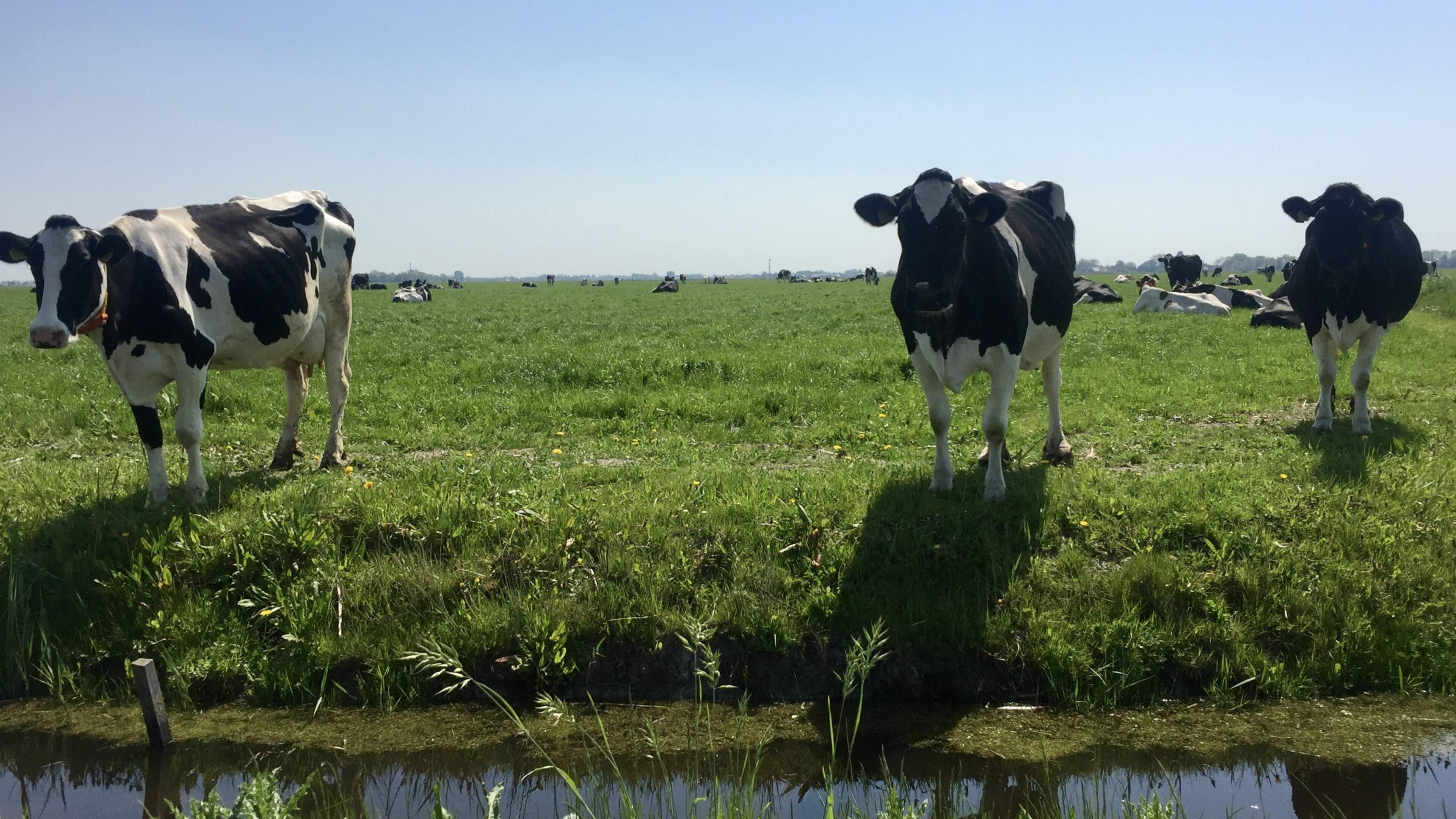 Veehouder uit Kolderwolde steggelt met provincie over aantal koeien