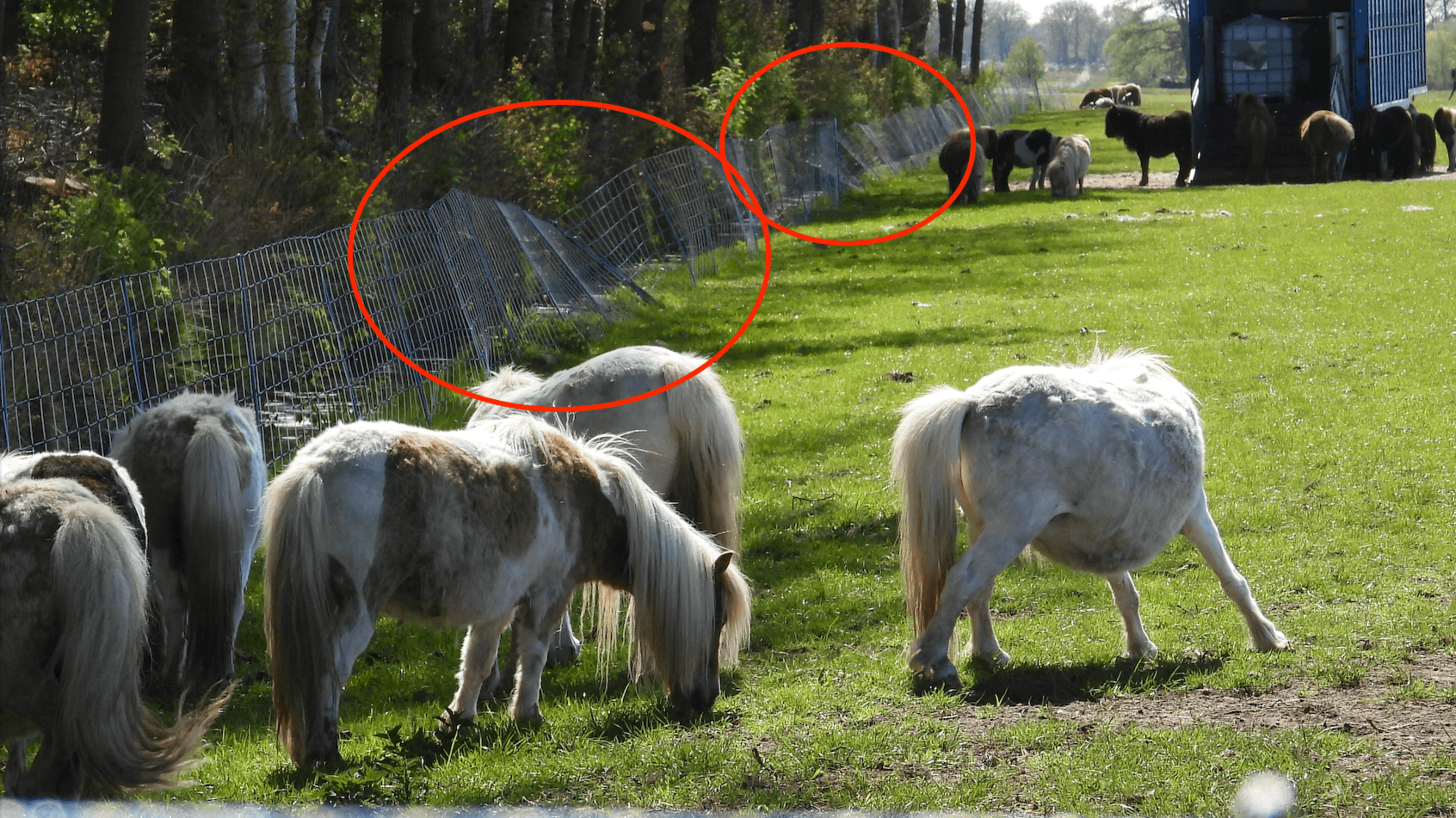 Dierenbeschermers doen aangifte tegen boer uit Oudehorne. ‘Ziet wolvenaanvallen als verdienmodel’