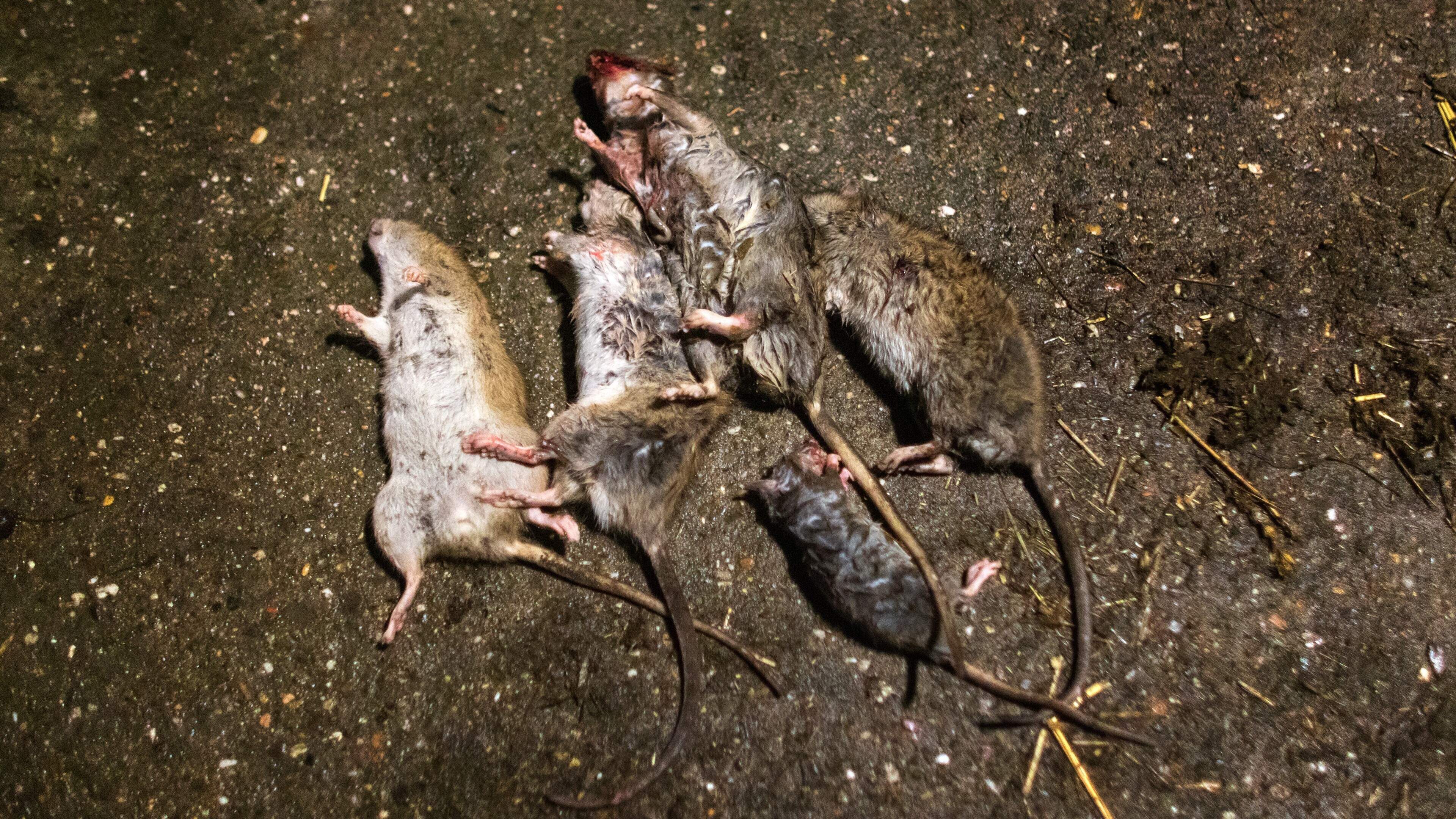 Rat verspreidt zich verder over Terschelling. ‘Ruim 800 ratten afgeschoten’