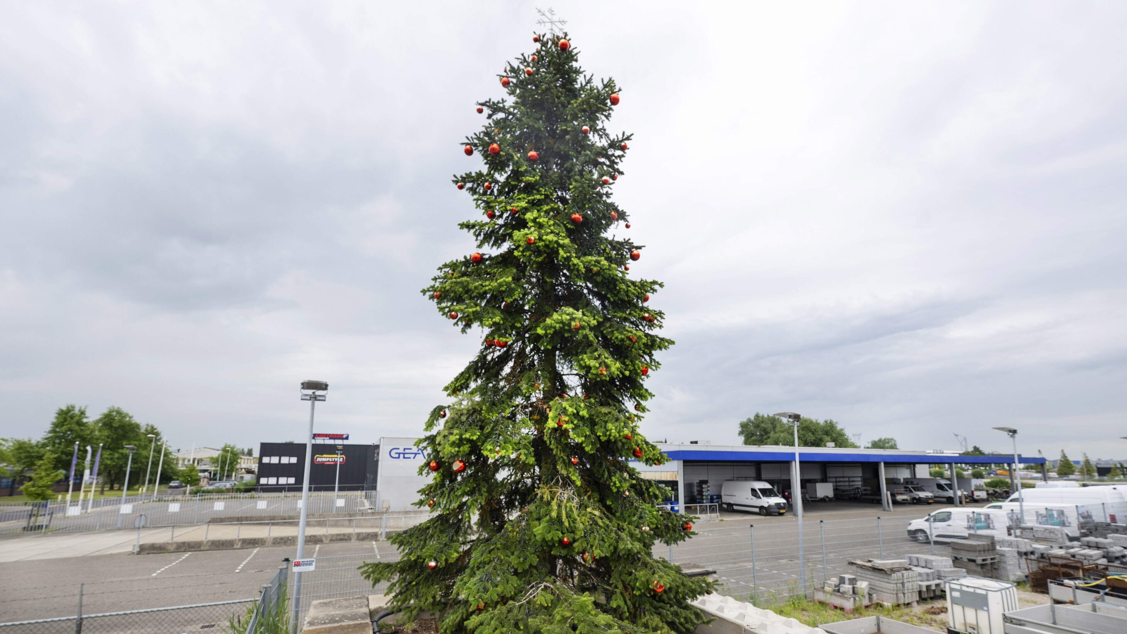 Hoe overleeft de kerstboom van het Wilhelminaplein in Leeuwarden de zomerhitte?