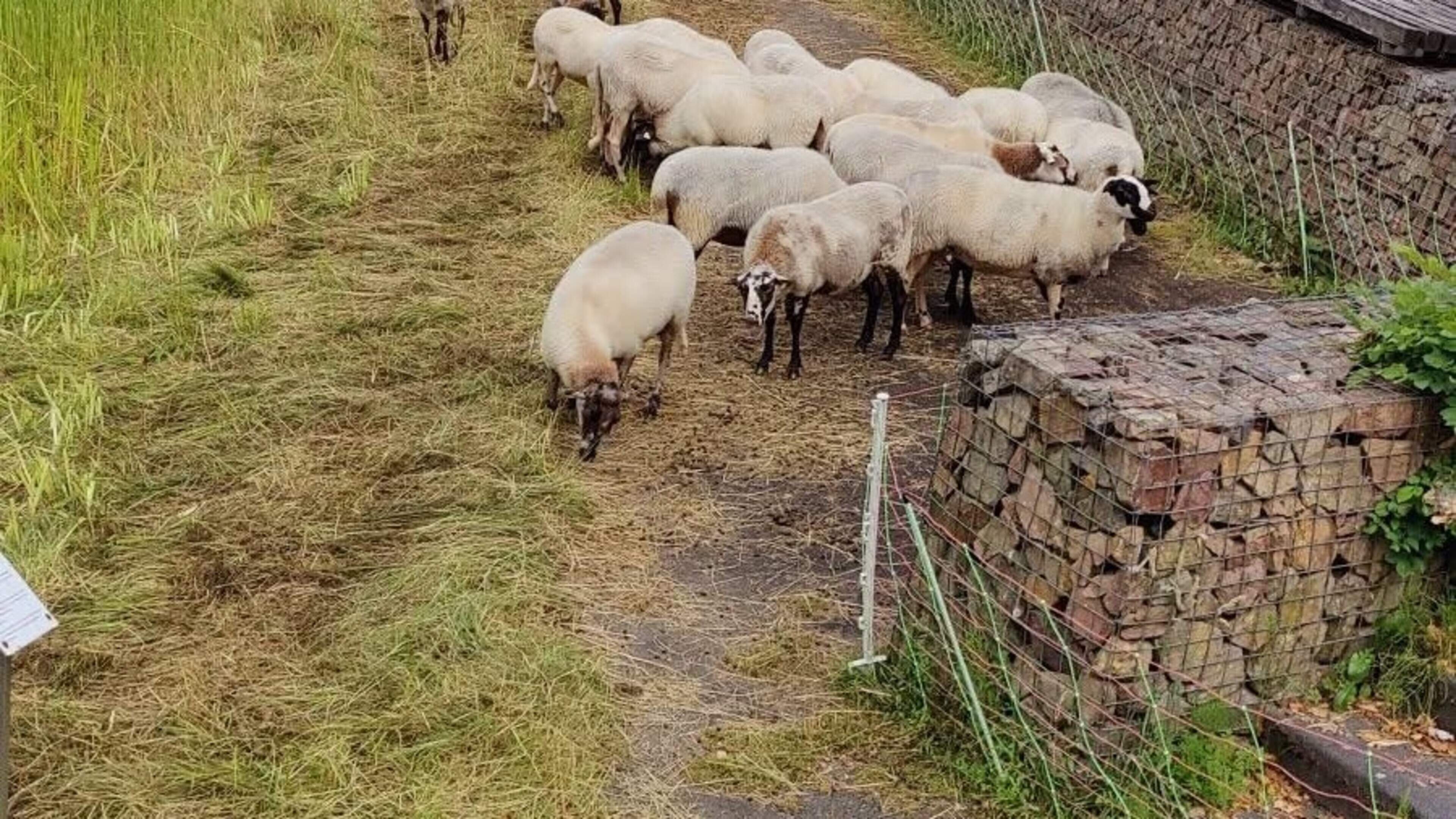 Kudde weer doelwit kwellers: jongens katapulteren stenen op schapen in Heerenveen