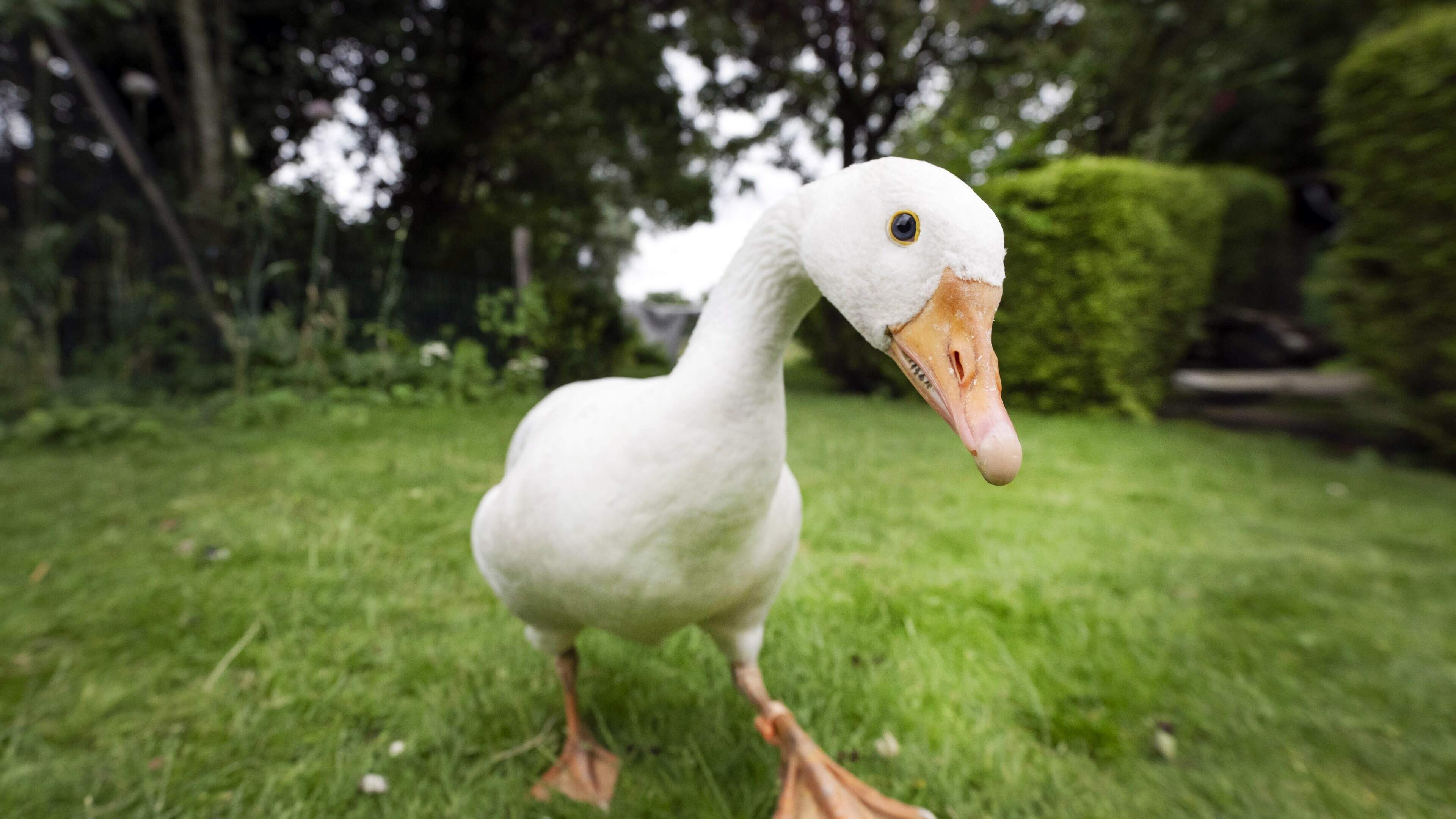 De 2-jarige gans Gurbe kreeg miljoenen views omdat hij beste maten is met zijn ’heit’ Marthein (48)