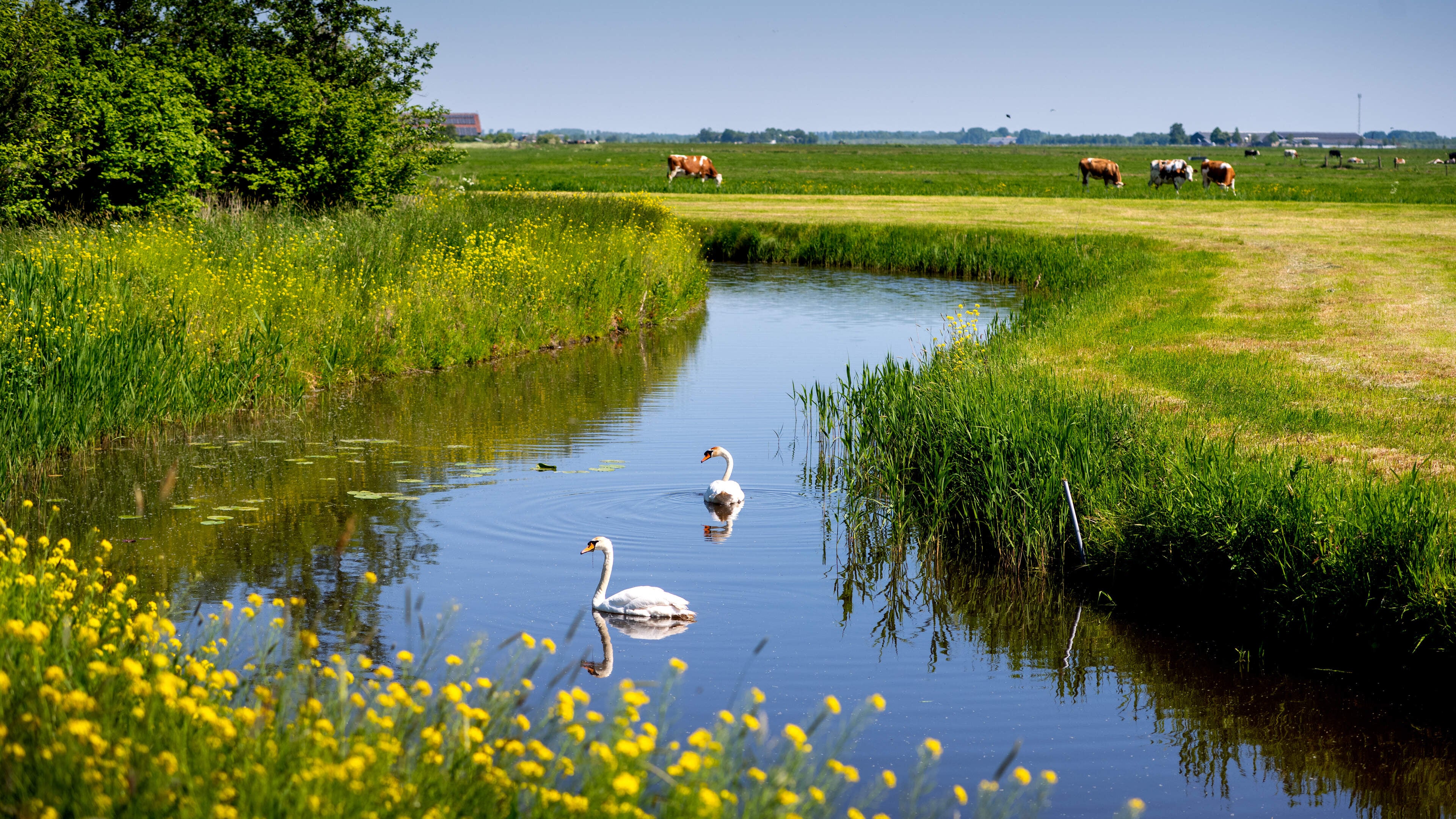 Werden 600 sloten in Friesland illegaal gedempt? Wetterskip Fryslân doet een nacontrole