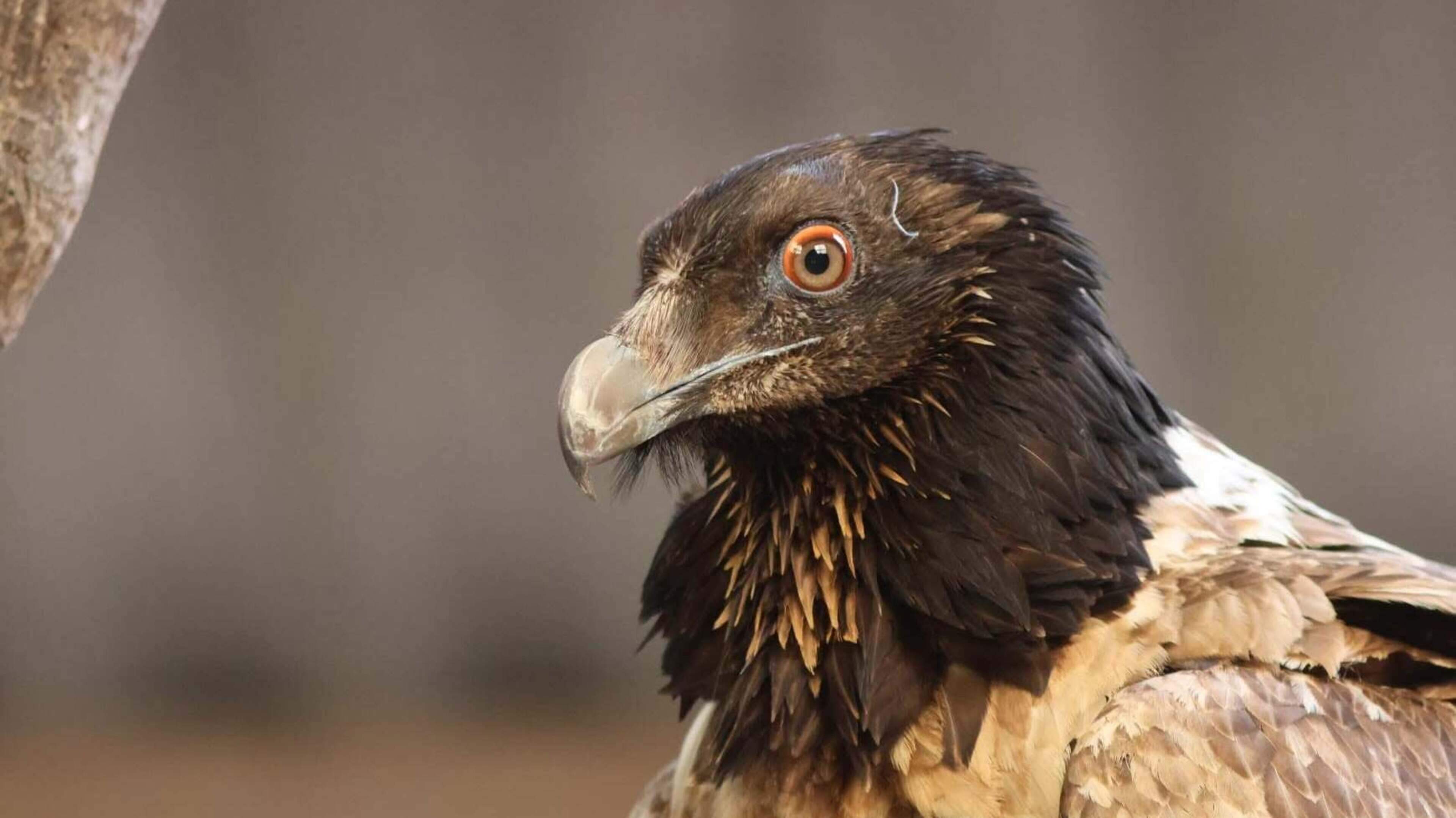 Lammergier Pater van de Fûgelhelling doodgegaan. ’Heel erg zuur’