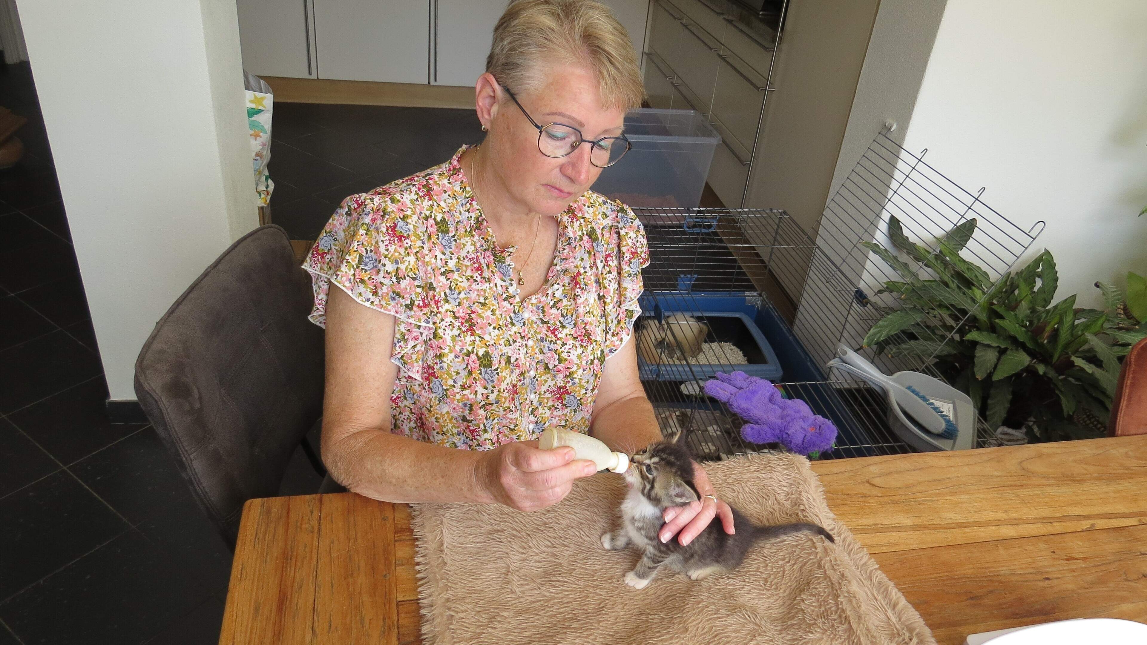 Zorgzame Ans is kittenmoeder voor verweesde katjes. ’Mensen dumpen juist nu hun nestje jonge poezen’