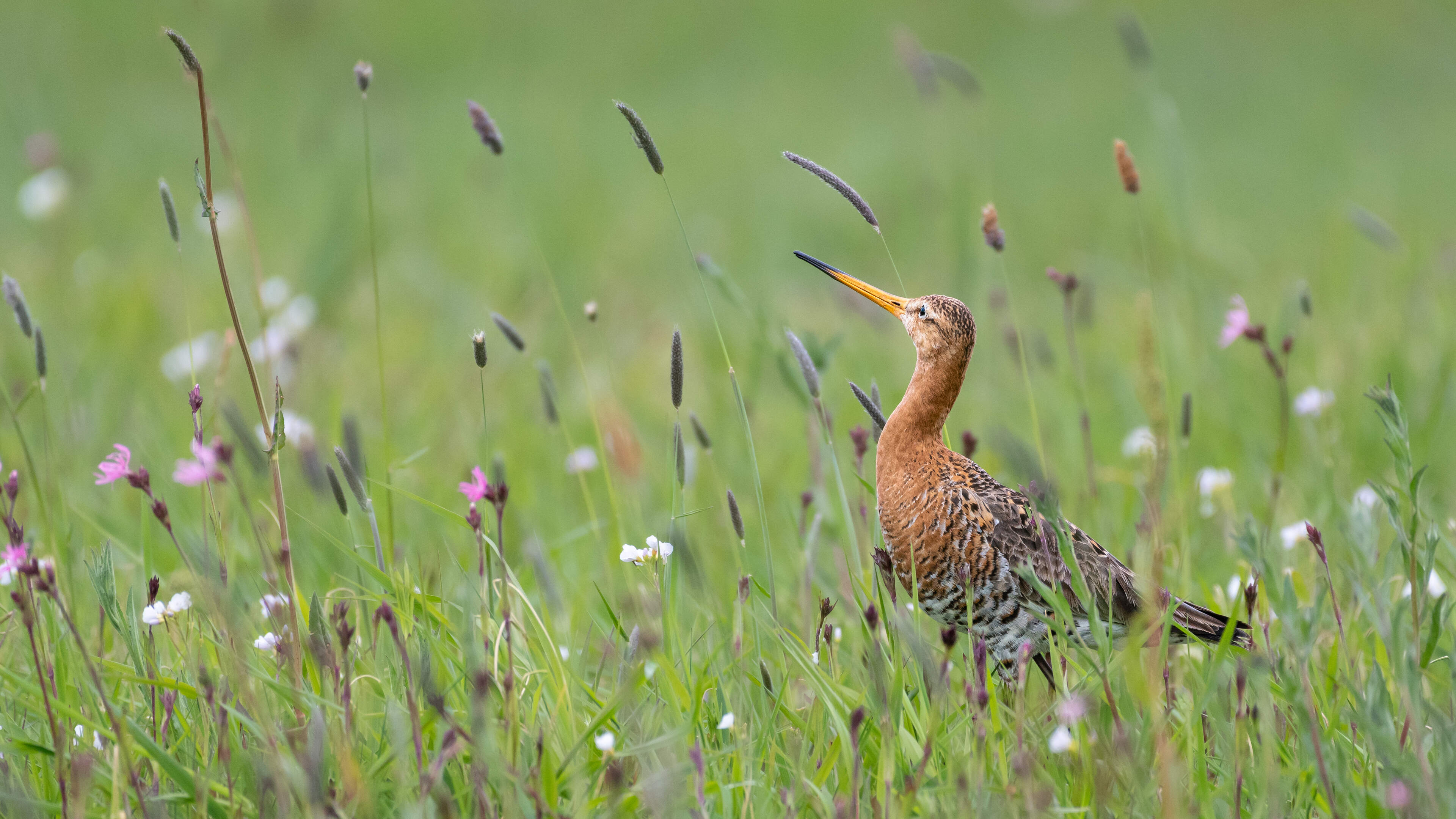 Eén op de negen trekvogelsoorten wordt met uitsterven bedreigd