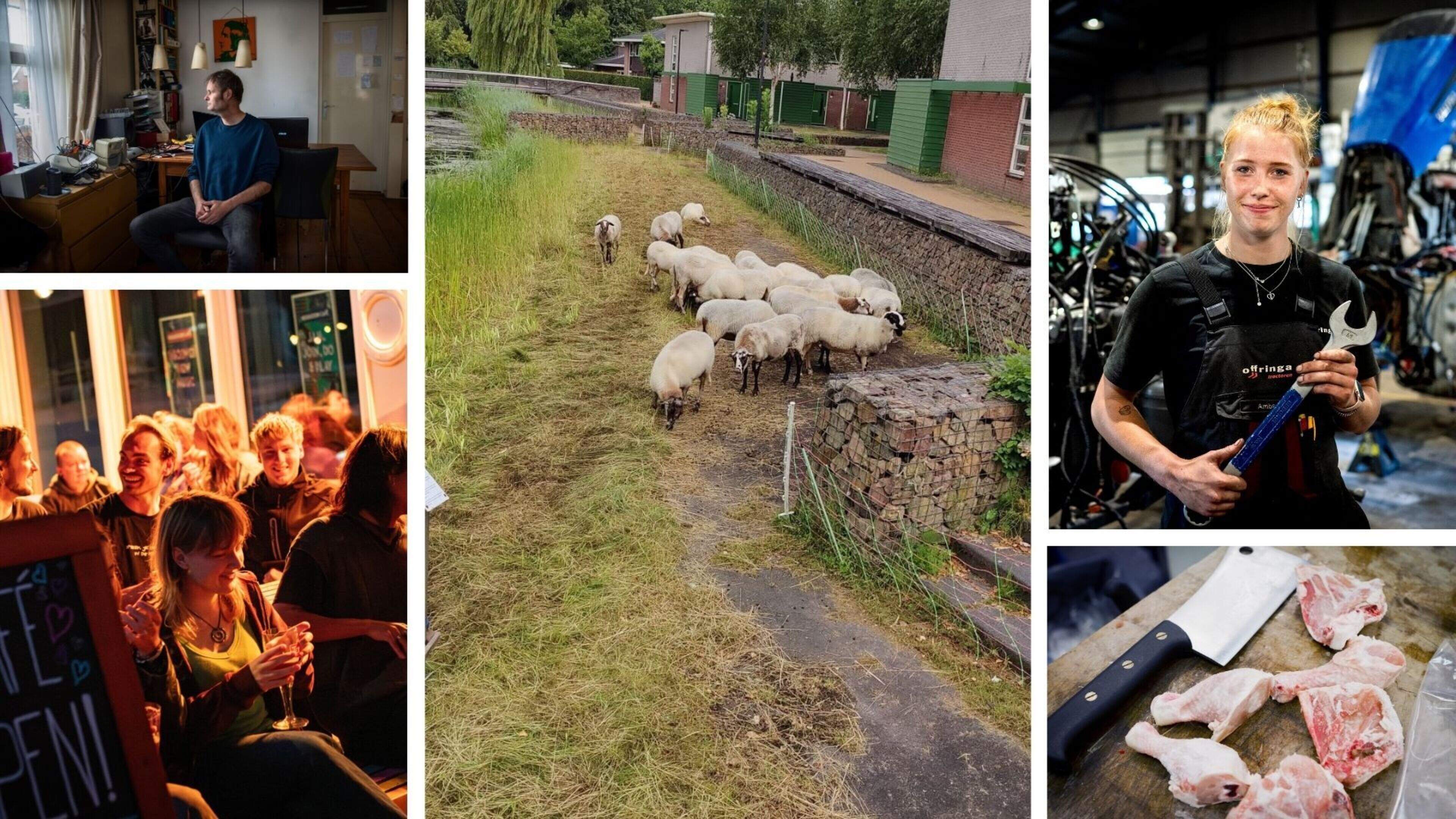 Jongens katapulteren stenen op schapen in Heerenveen & zanger Meindert Talma ziek | nieuws uit Fries