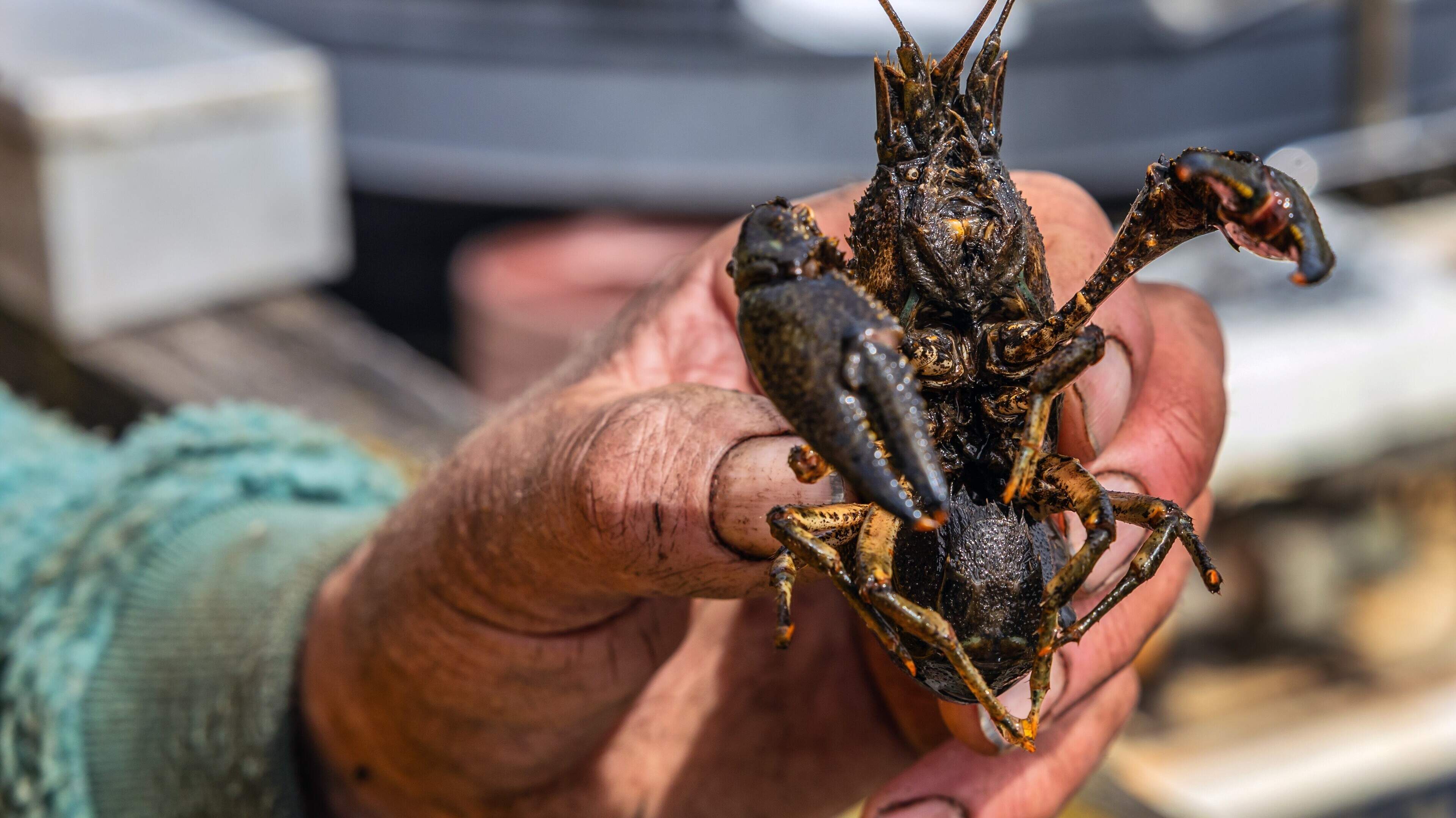 Waterschap probeert rivierkreeften weer van Ameland af te krijgen en zet fuiken in het water