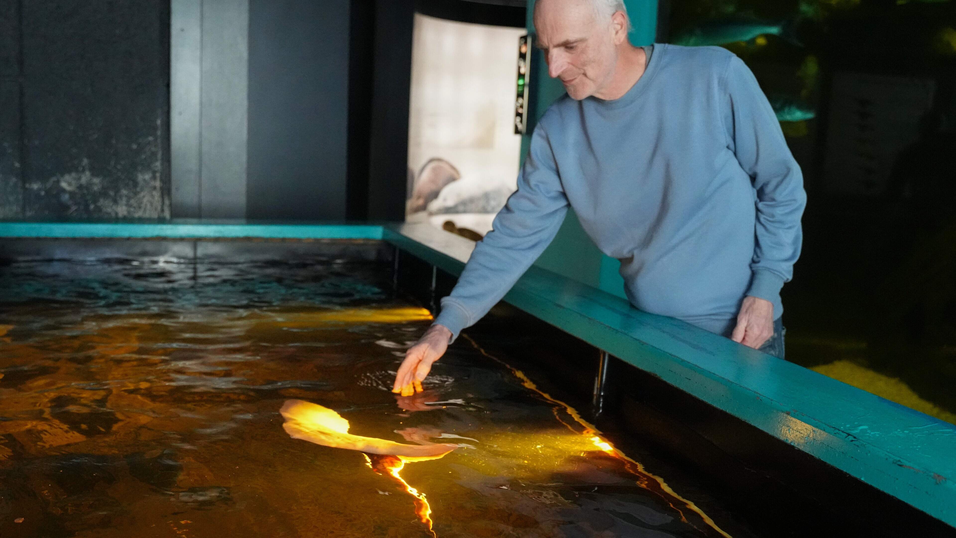 Vissen uit zee-aquarium op Terschelling vinden nieuw thuis in dierentuin Artis. ‘Blij dat ze ergens 