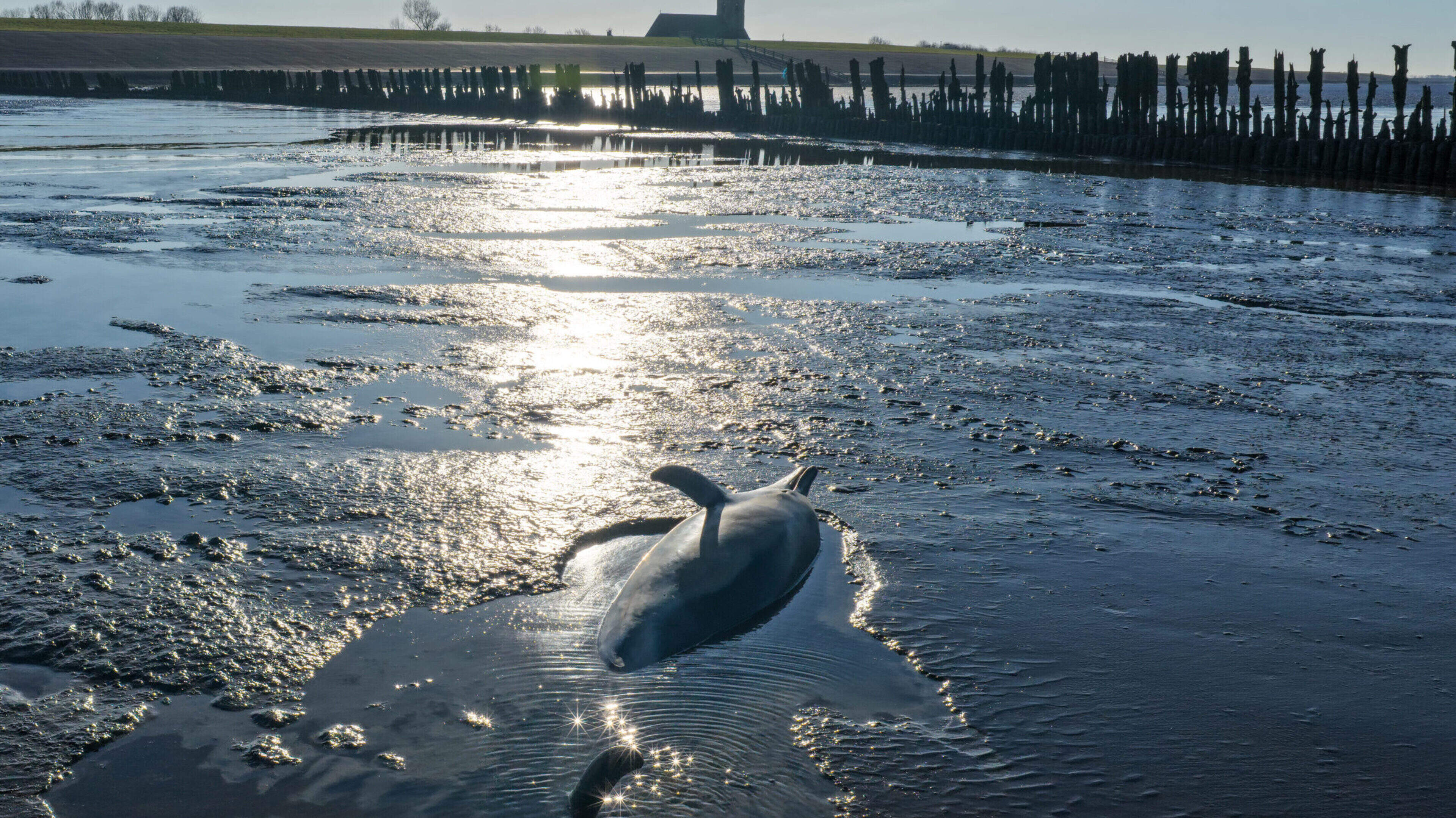 Gestrande dolfijn bij Wierum was een vrouwtje: dier is levend gestrand