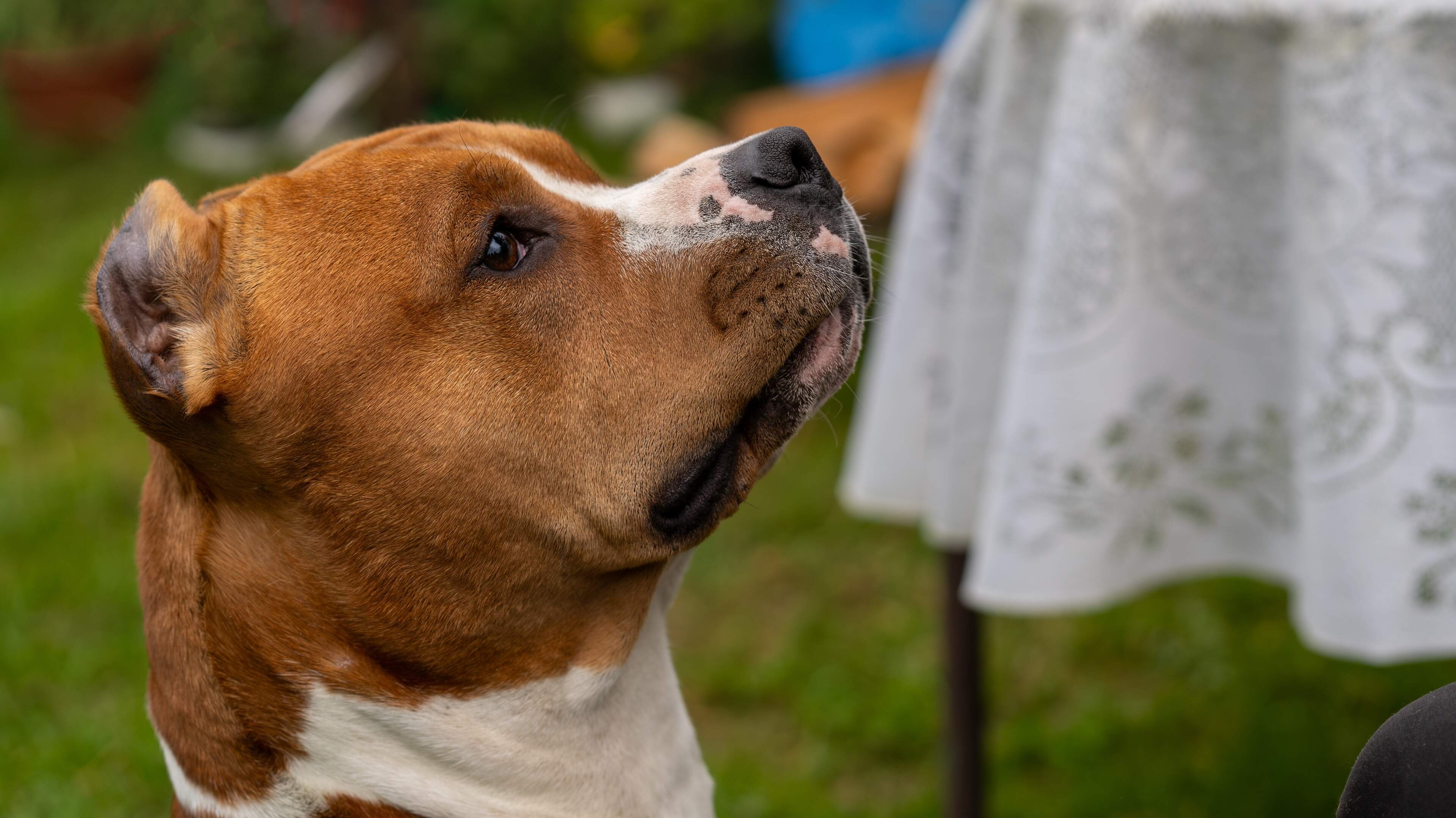 Pablo bijt vrouw in Oosterwolde. Nu dreigt de dood voor de hond, risico op herhaling te groot