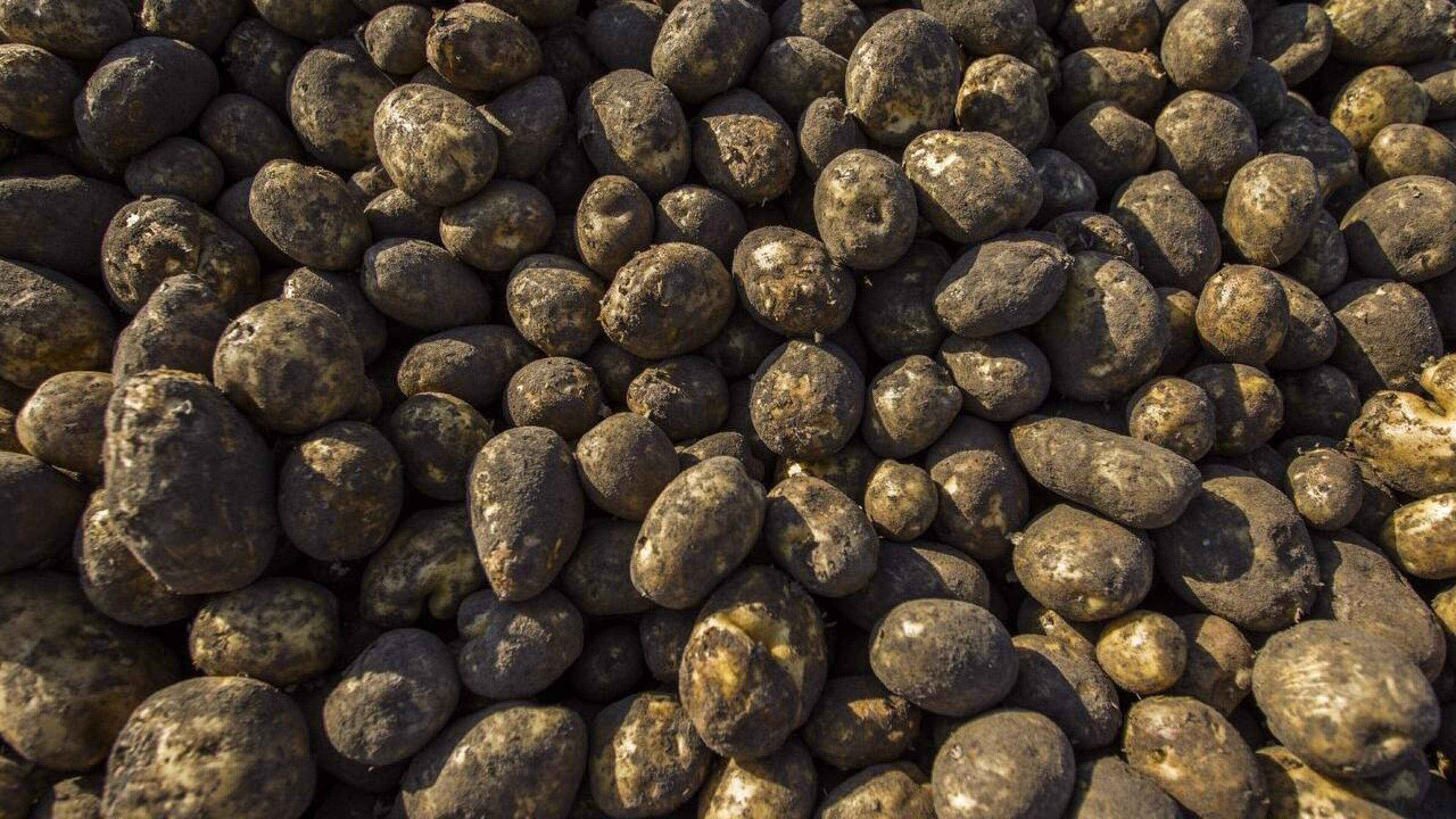 Akkerbouwers in Steggerda mogen toch grote opslagloods bouwen. ‘Ons bedrijf stond in de pauzestand’