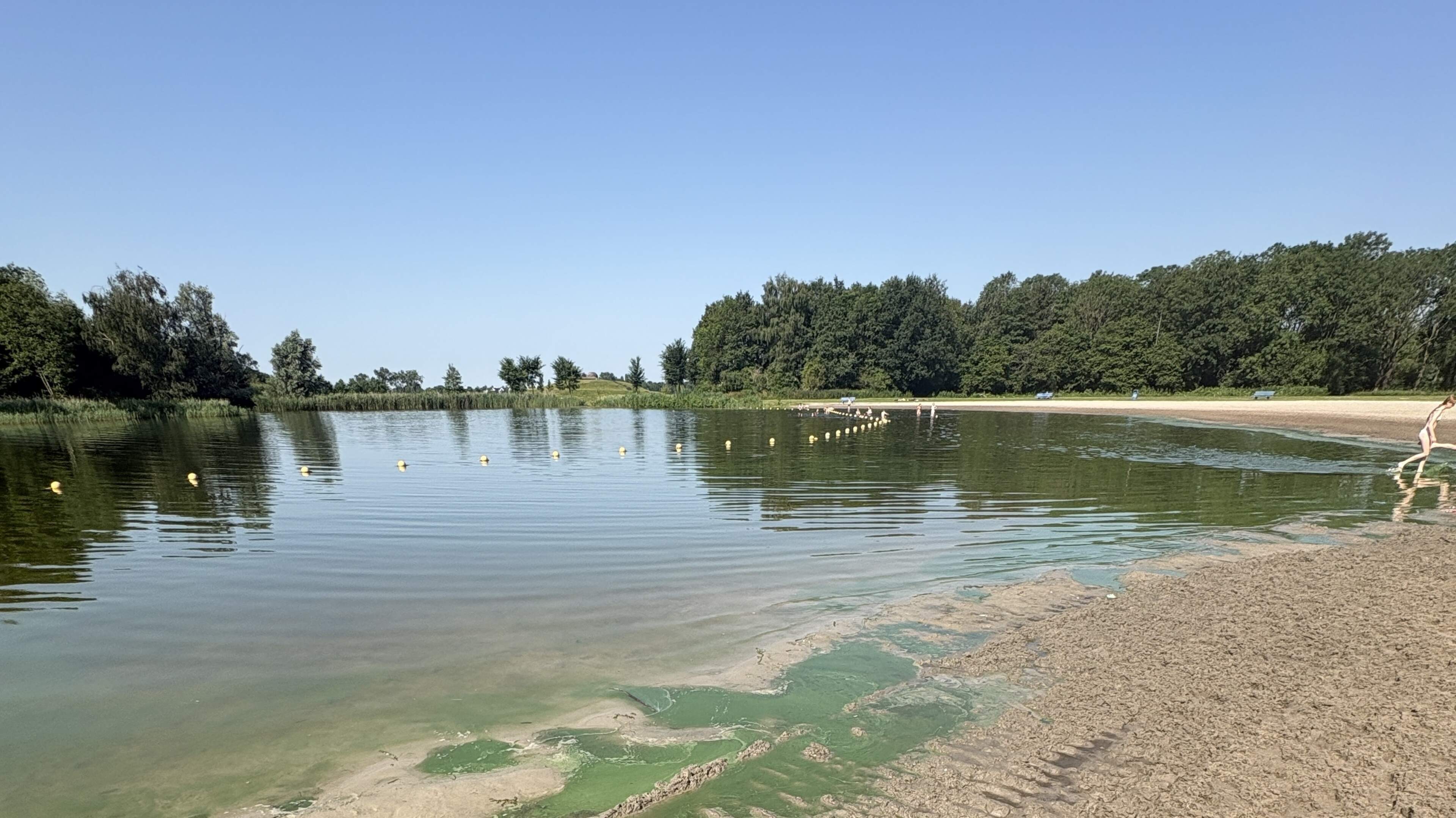 Blauwalg en poepbacterie hinderen zwemmers op 9 plekken in Friesland: hoe schoon is jouw zwemwater?